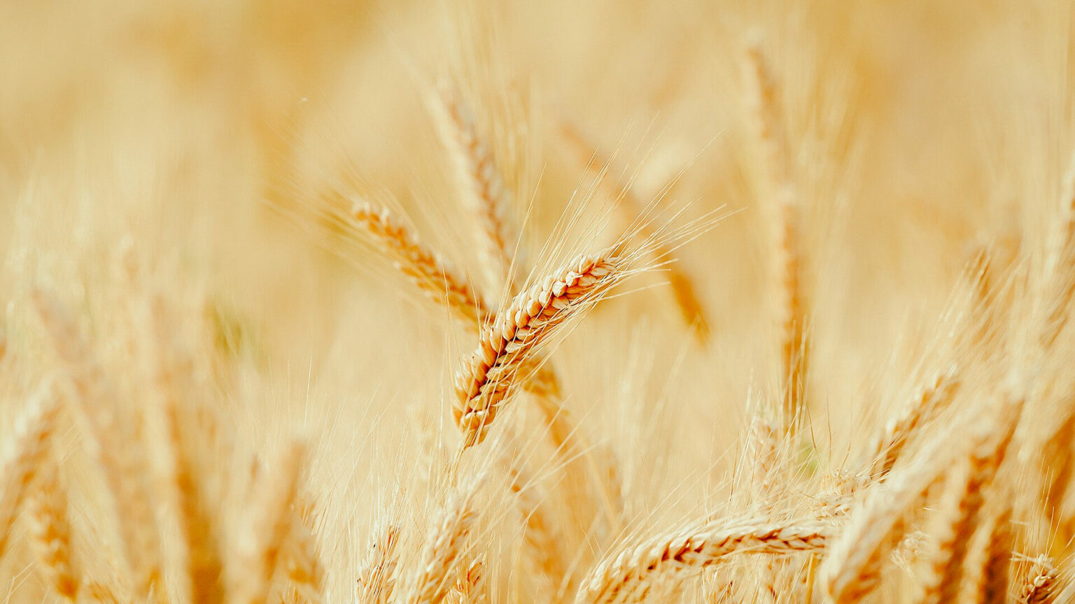 wheat-3241114_1920